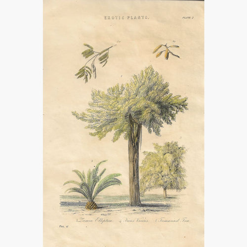 Antique Print Exotic Plants,Tamarind Tree,1868