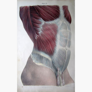Antique Print External Muscle of Abdomen Sternum 1836 Prints