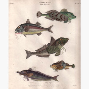 Fish,thoracici 1812 Prints