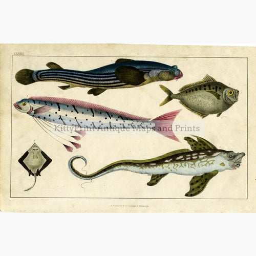 Antique Print Five Fish 1855 Prints