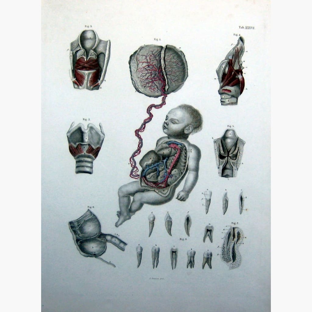 Foetal circulation 1878 Prints KittyPrint 1800s Anatomy & Medical