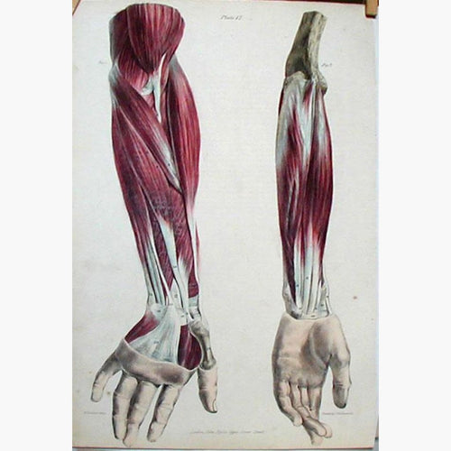 Fore-arm Muscles biceps  1836 Prints KittyPrint 1800s Anatomy & Medical