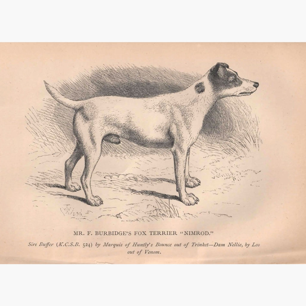Fox Terrier 1880 Prints
