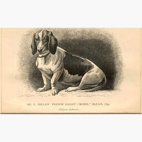 French Basset “Model” c.1880 Prints KittyPrint 1800s Dogs