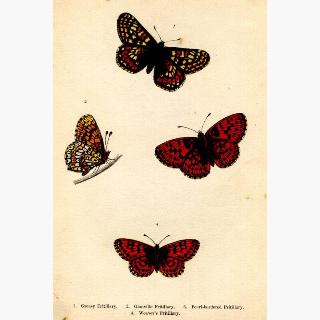 Fritillary Greasy Glanville Pearl-bordered and Weaver 1854 Prints KittyPrint 1800s Insects & Reptiles