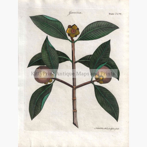 Antique Print Garcinia 1797 Prints