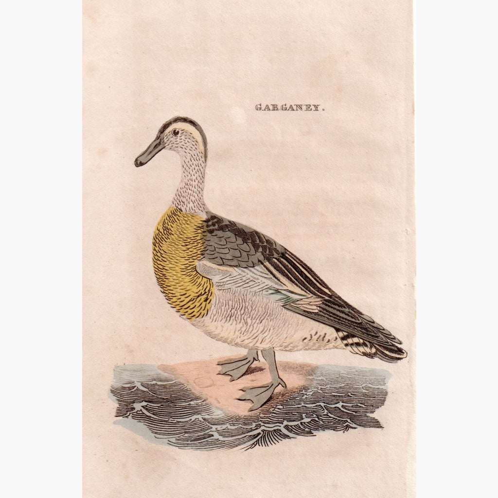 Antique Print Garganey c.1750 Prints