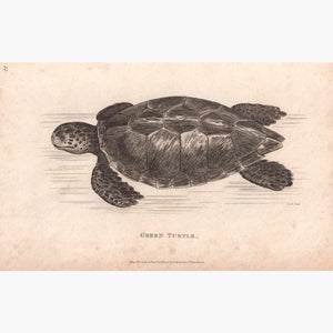 Green Turtle 1801 Prints