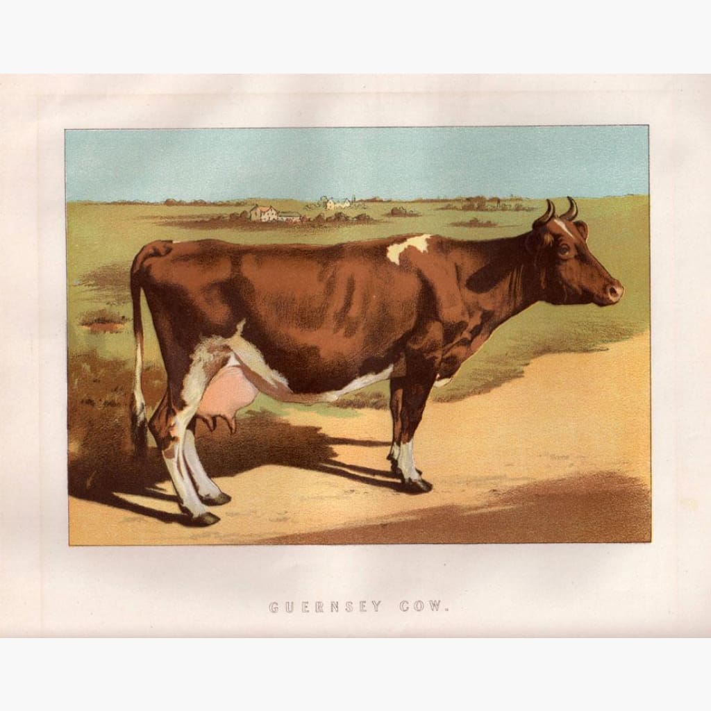 Antique Print Guernsey Cow c.1880 Prints