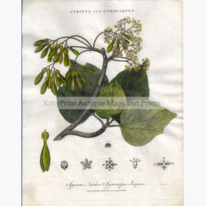 Antique Print Gyrinus and Gyrocarpus 1806 Prints