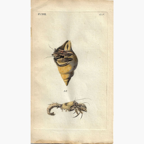 Antique Print Hermit Crab 1777 Prints