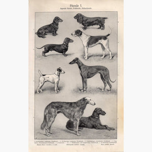 Hunde 1. Dogs Greyhounds 1906 Prints