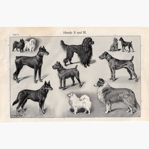 Hunde 2 Dogs. German Shepher Collie 1906 Prints