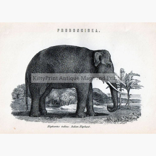 Antique Print Indian Elephant 1881. Prints