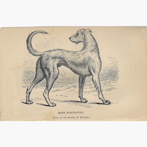 Antique Print Irish Wolfhound c.1880 Prints