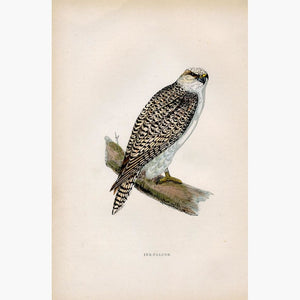 Jer-Falcon Falco rusticolus c.1860 Prints KittyPrint 1800s Birds