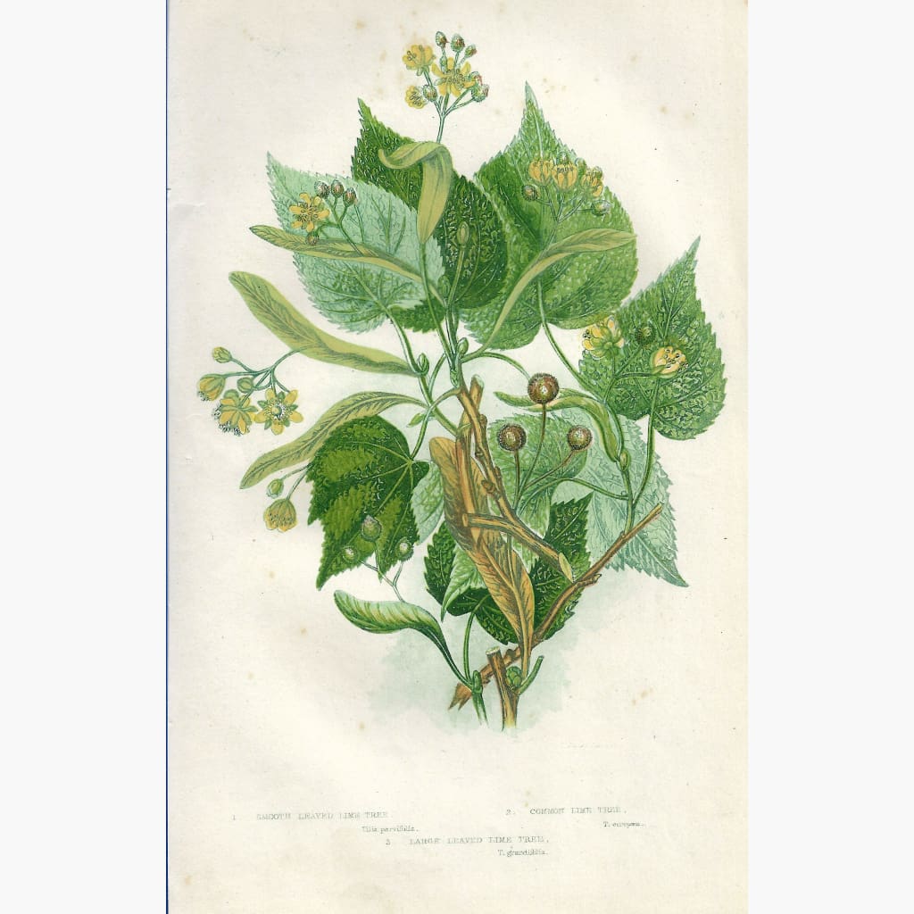 Antique Print Lime Tree 1860 Prints