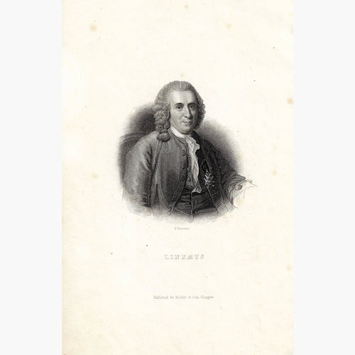 Antique Print Linnaeus c.1840 Prints
