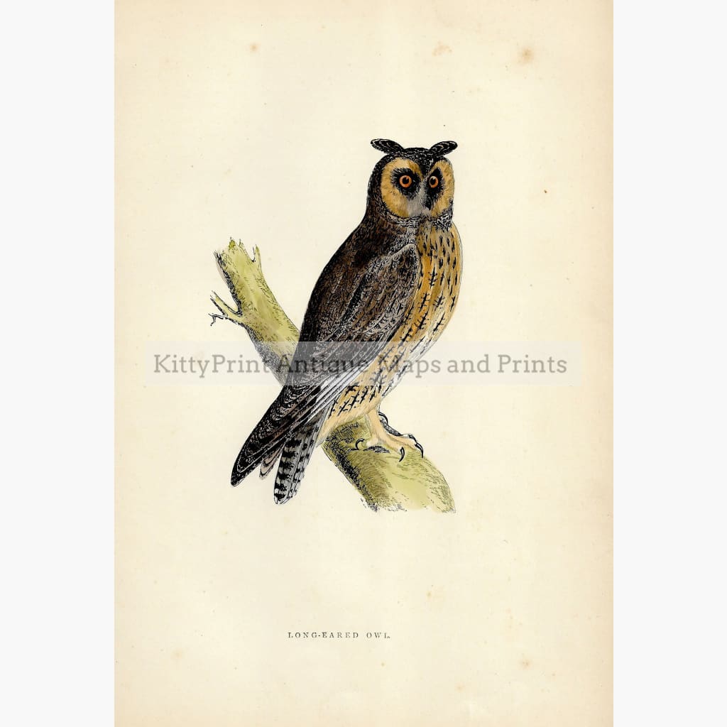 Antique Print Long-Eared Owl c.1860 Prints