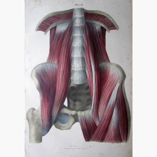 Lumbar Spine Muscles 1836 Prints KittyPrint 1800s Anatomy & Medical