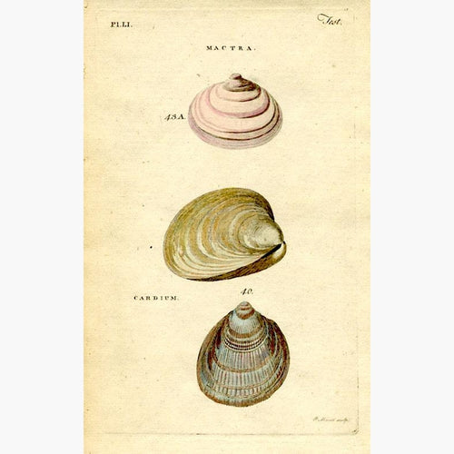 Mactra Cardium Shell 1777 Prints KittyPrint 1700s Corals & Molluscs