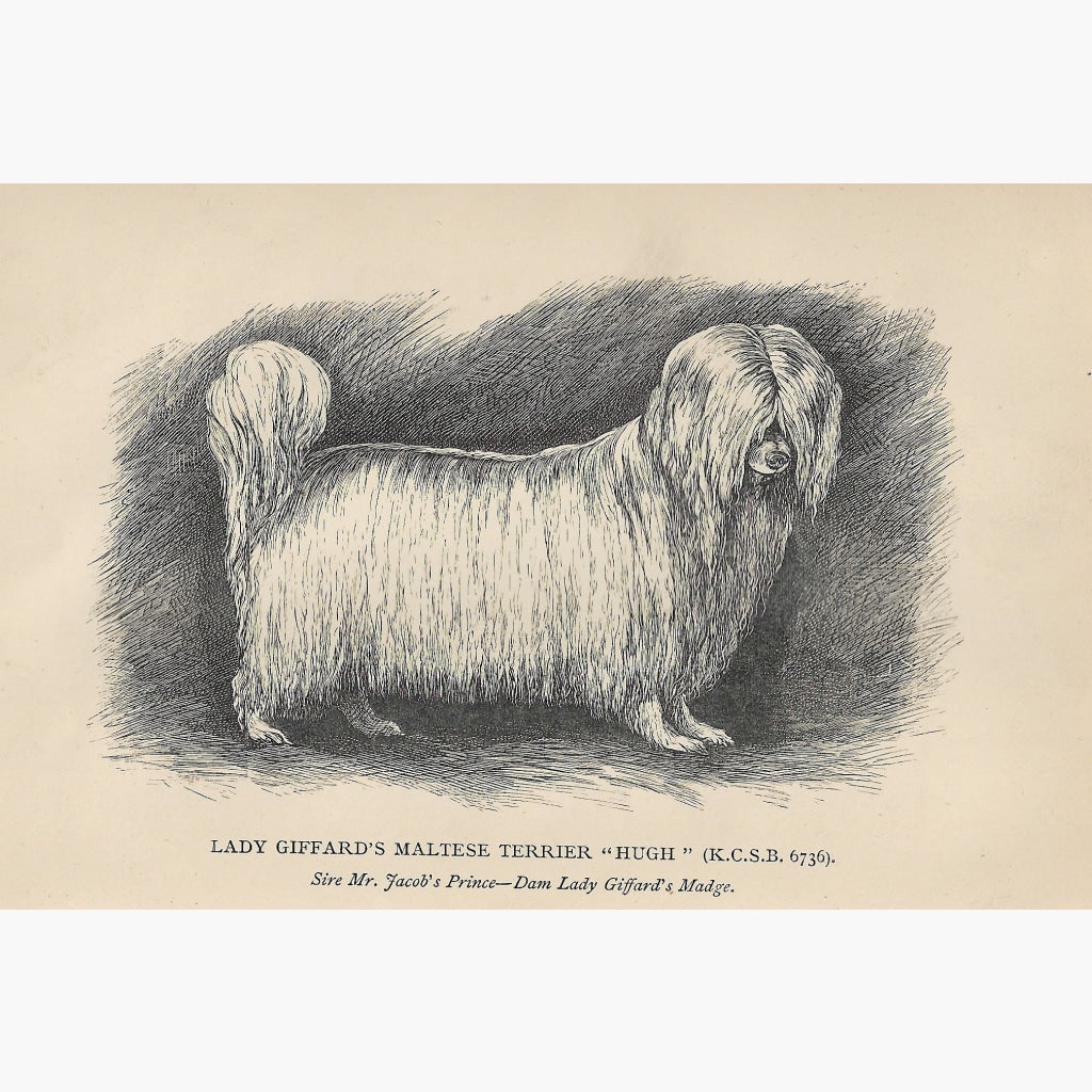 Antique Print Maltese Terrier 1887 Prints