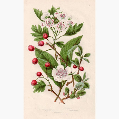 Medlar Hawthorn Cotoneaster c.1860 Prints KittyPrint 1800s Botanical (Plants)