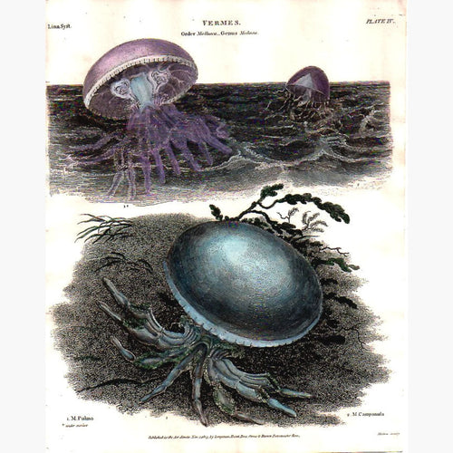 Antique Print Medusa Vermes Order Mollusca 1813 Prints
