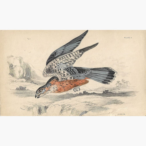 Antique Print Merlin 1860