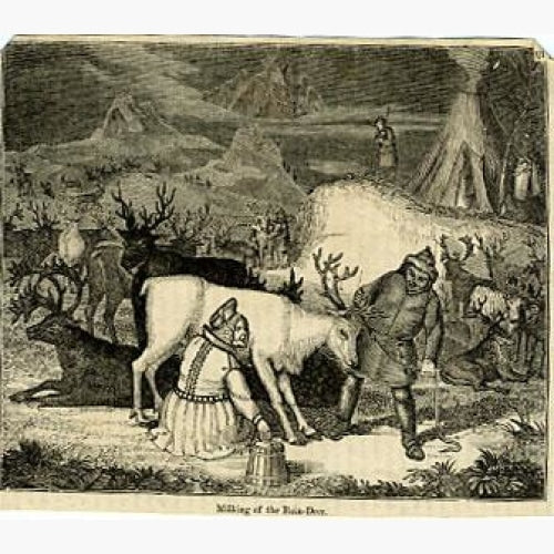 Antique Print Milking of the Rein-Deer c. 1880 Prints