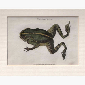 Mitred Toad 1809 Prints
