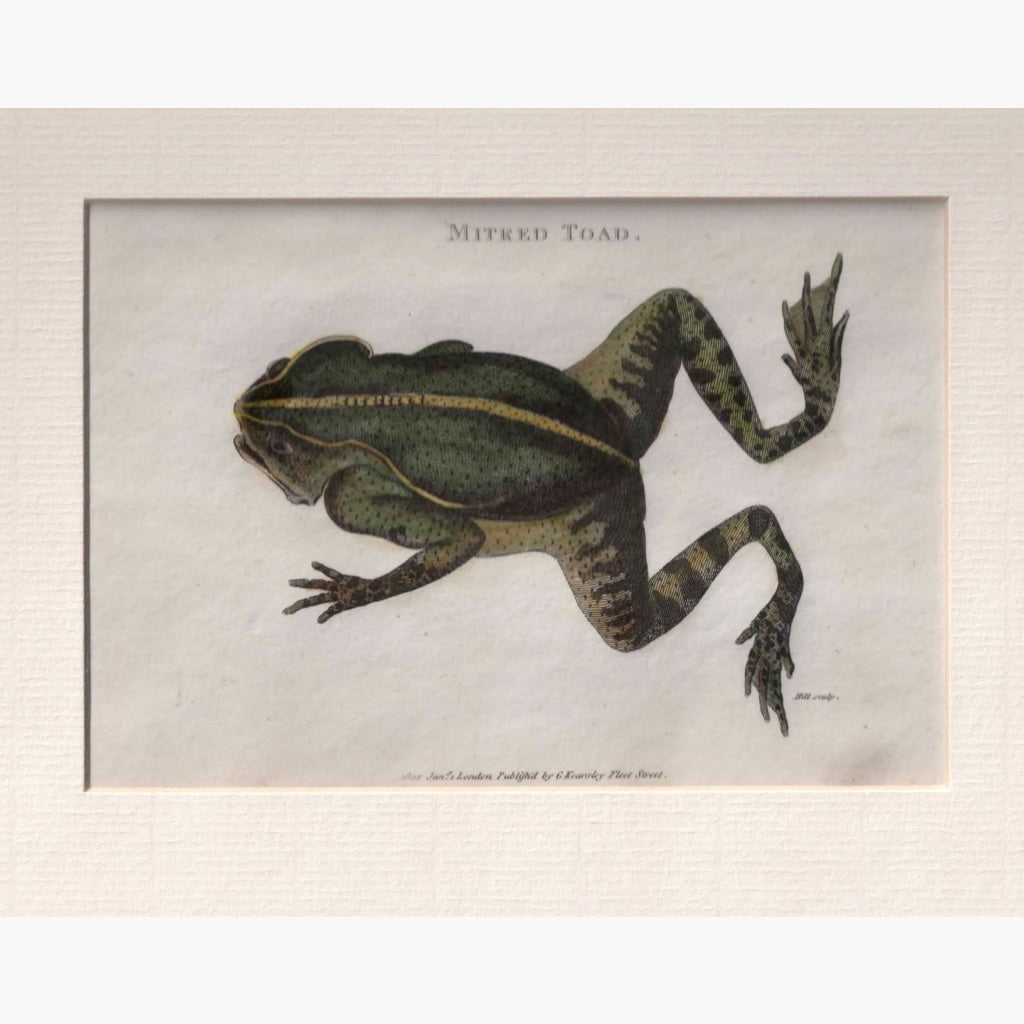 Mitred Toad 1809 Prints