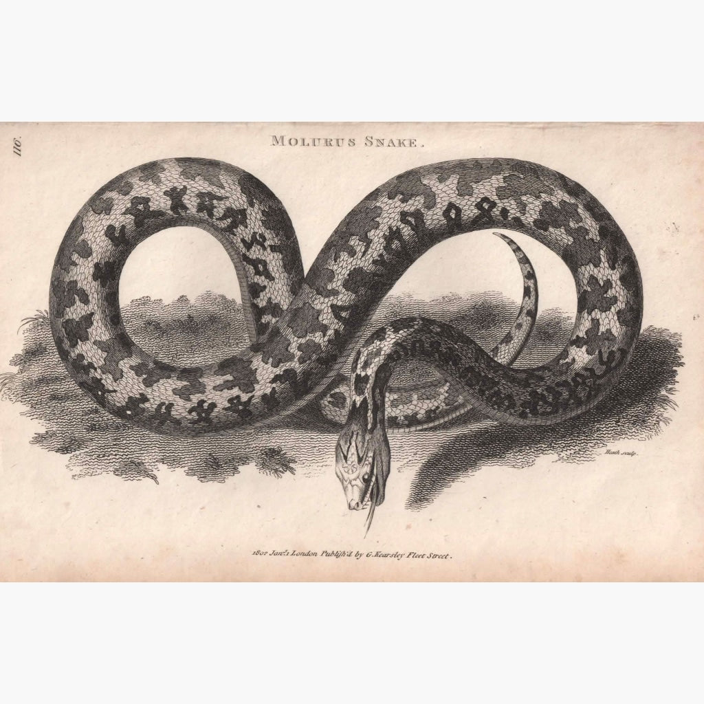 Molurus Snake 1802 Prints