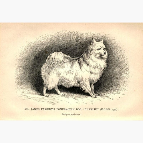 Mr James Fawdry's Pomeranian Dog 