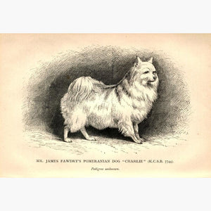 Mr James Fawdry's Pomeranian Dog "Charlie” c.1880 Prints KittyPrint 1800s Dogs