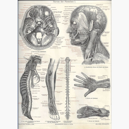 Antique Print Nervous System 1905 Anatomical & Medical Prints