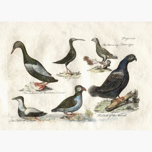 Northern Ducks and Birds 1755 Prints KittyPrint 1700s Birds Norway