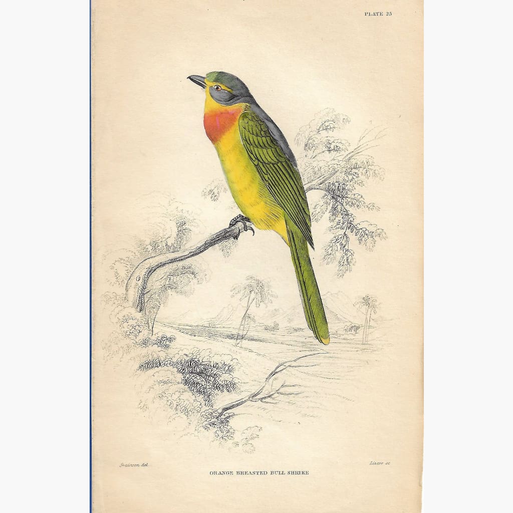 Antique Print Orange Breasted Bull Shrike 1860 Prints