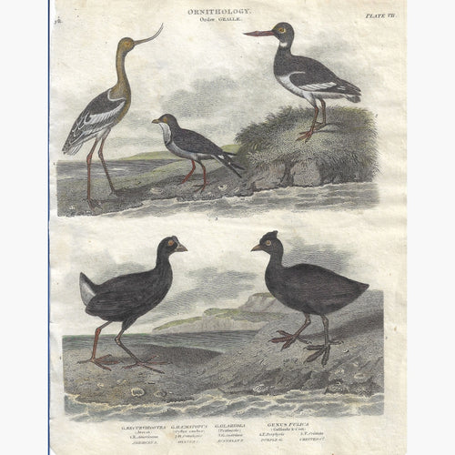 Antique Print Ornithology Order Graillae 1812 Prints