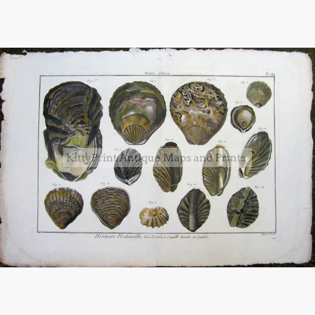 Antique Print Oysters plate 184 c.1790 Prints