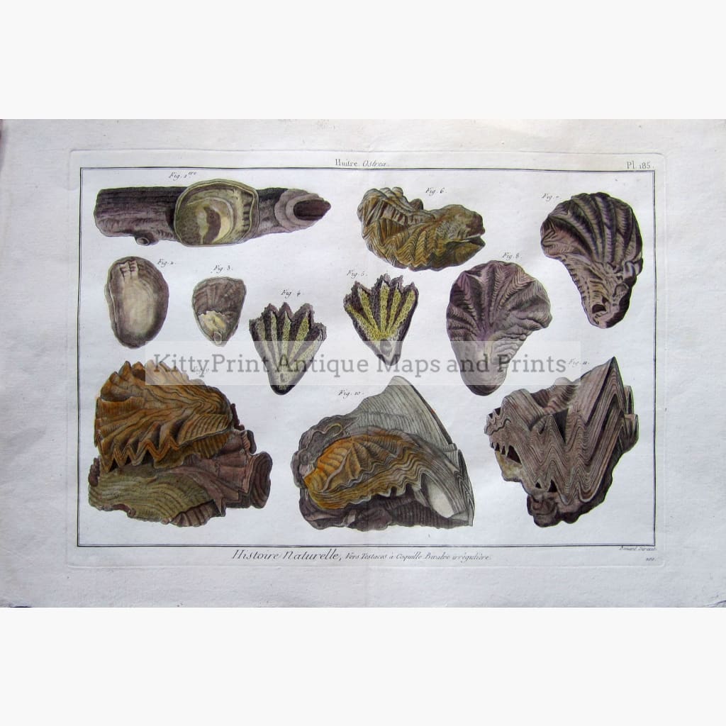 Antique Print,Oysters plate 185 c.1790 Prints