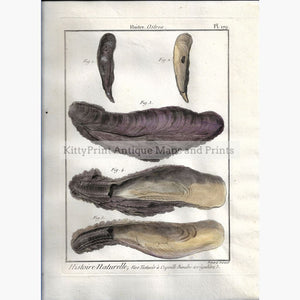 Antique Print Oysters Plate179 c.1790 Prints