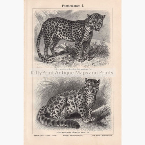 Antique Print Panther Snow Leopard 1906 Prints
