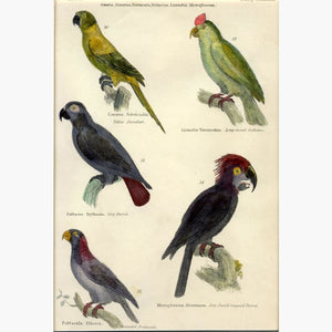 Parrots c.1860 Prints KittyPrint 1800s Birds