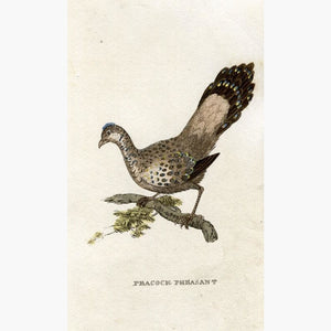 Peacock Pheasant c.1800 Prints KittyPrint 1800s Birds