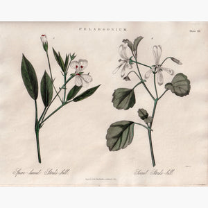Pelargonium,1823 Prints