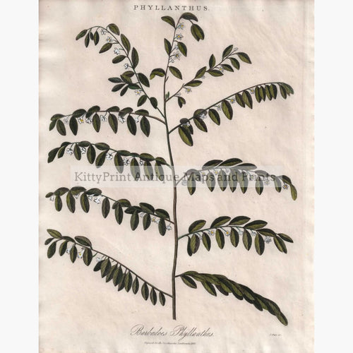 Antique Print Phyllanthus 1825 Prints