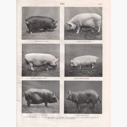 Antique Print Pig 1910 Prints