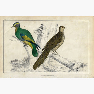 Antique Print Pigeons c.1840 Prints