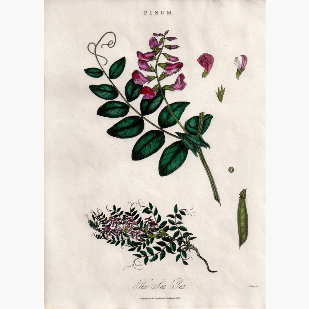 Pisum,the Sweet Pea 1825 Prints